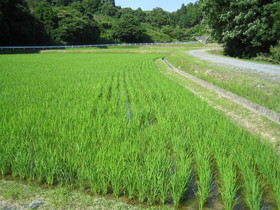 浜松都田町の鈴木さんの作ったコシヒカリ