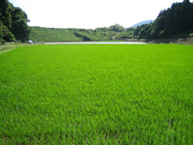 浜松都田町の鈴木さんの作ったコシヒカリ