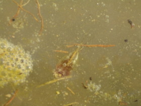 カブトエビ