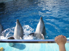 名古屋港水族館