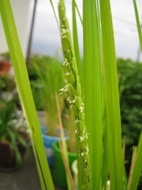稲の花