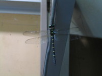 オニヤンマ君 2007/08/21 13:28:00