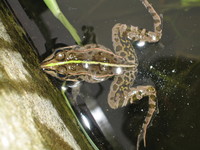 トノサマガエル