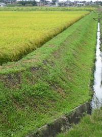 キレイな田んぼができるワケ
