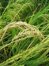 続・いもち病 2007/09/18 07:35:24