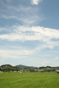 田んぼの生きもの調査 in 細江