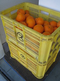 渥美さんの作ったのデコポン入荷