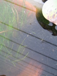 めだかの産卵