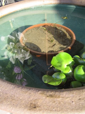 Rice fish