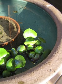 Rice fish 2009/04/20 15:29:51