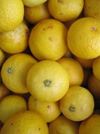 黄金柑（おうごんかん）入荷