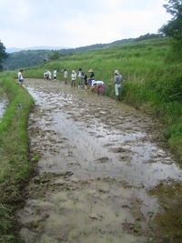 田植え体験in久留女木棚田
