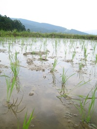田植え体験in久留女木棚田