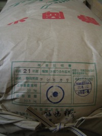 静岡こしひかり入荷しました