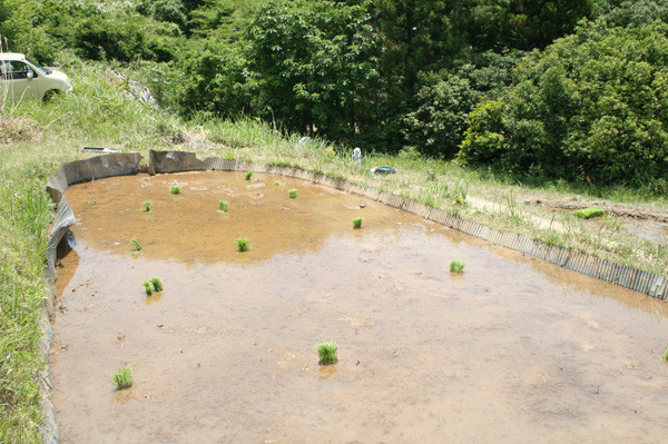 いよいよ田植え