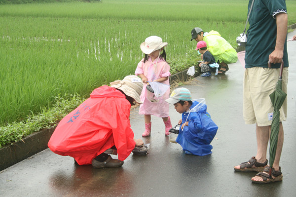 田んぼの生き物観察会 in 細江町中川