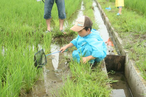 田んぼの生き物観察会 in 細江町中川