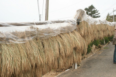 収穫祭 in 久留女木棚田