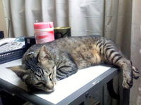 ねこにゃ～ん 2009/05/25 18:55:37