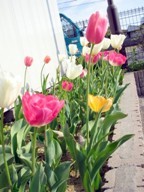 ピロリ菌の除菌について 2009/04/12 17:30:34