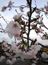 ビオトープオープンしました！ 2009/04/05 17:35:56