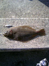 サーフ　で　釣り