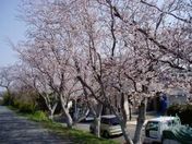 森町の桜模様