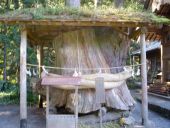小國神社の『大杉』
