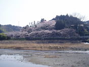 森町の桜模様