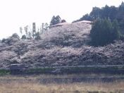 森町の桜模様