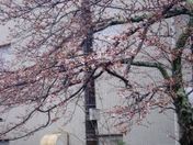 雨上がりの朝