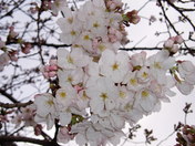 今朝の桜