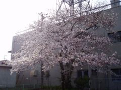 いい天気になりました