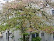 緑豊かな桜の樹