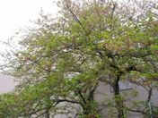 新緑薫る桜の樹