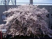 商工会からの眺め