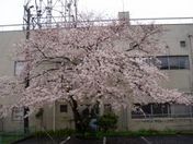 今朝は雨・・・