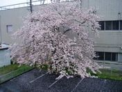 雨に打たれて