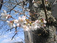 商工会の桜