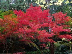 森町紅葉情報