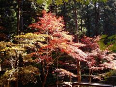森町紅葉情報