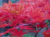 魅せます森町の紅葉