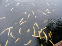 忍野八海