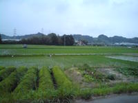 ウォーキング☆ 2009/06/21 07:33:01