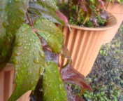 久々の雨☆ 2009/01/09 11:19:43