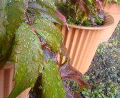 久々の雨☆