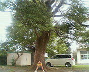憧れの～☆ 2008/11/19 12:23:03