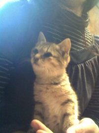 里親募集☆ 2008/12/04 13:01:09