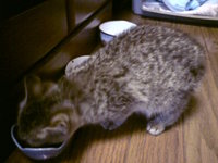 里親さん、見つかりました☆ 2008/12/05 23:02:36