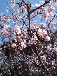 春かい・・？☆ 2009/02/28 15:50:41
